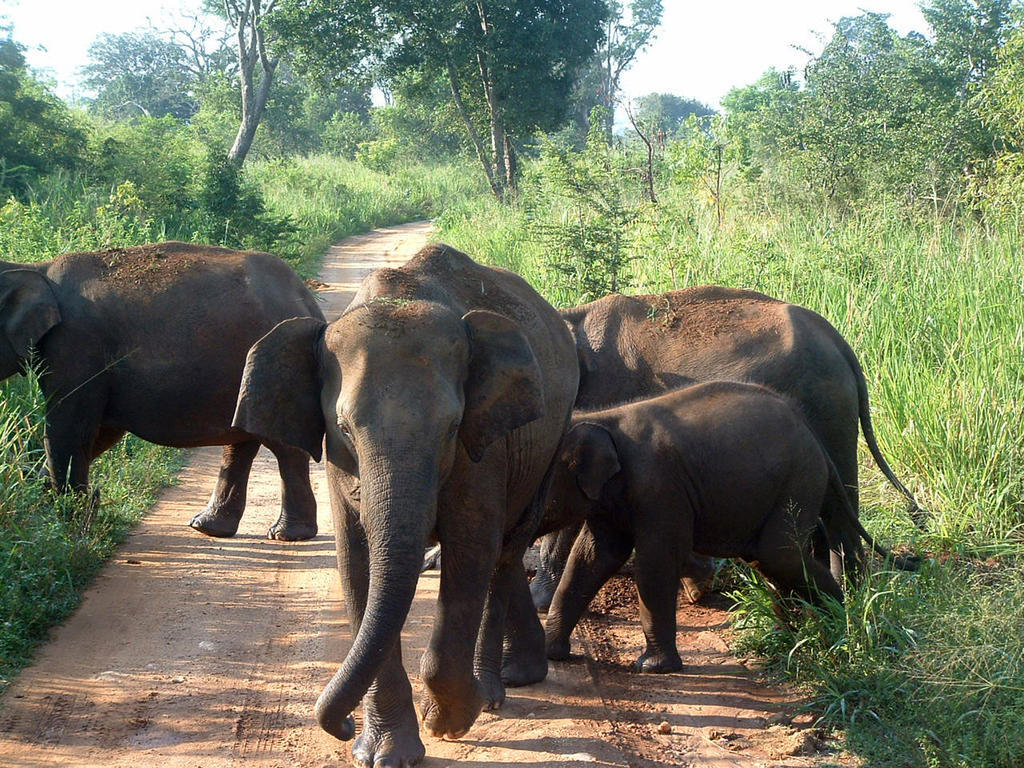 فندق Big Game Udawalawe - By Eco Team المظهر الخارجي الصورة