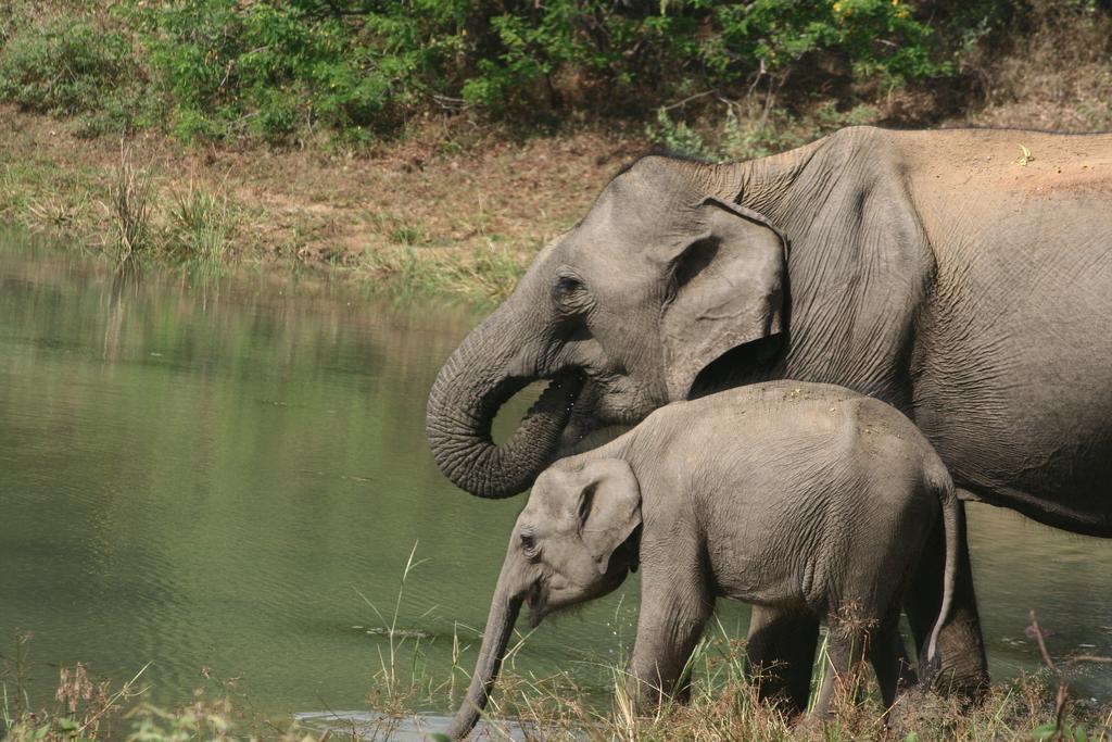 فندق Big Game Udawalawe - By Eco Team المظهر الخارجي الصورة