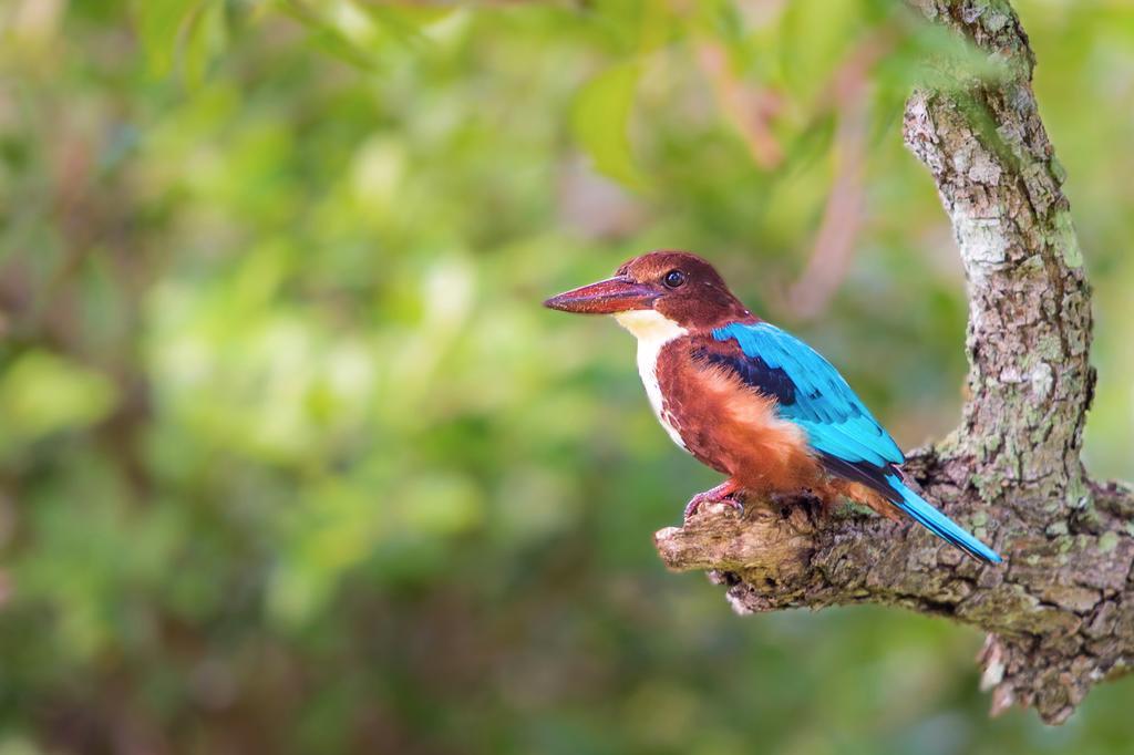 فندق Big Game Udawalawe - By Eco Team المظهر الخارجي الصورة
