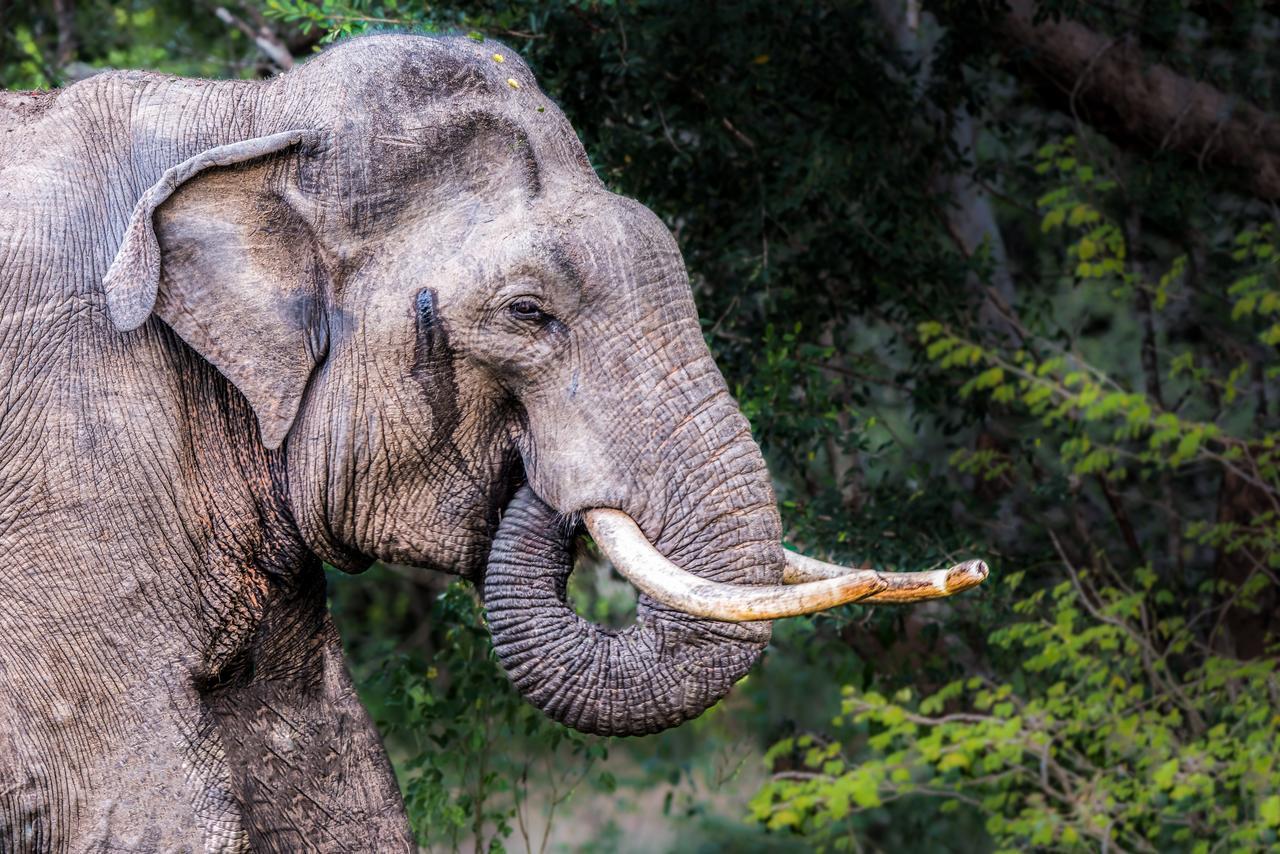 فندق Big Game Udawalawe - By Eco Team المظهر الخارجي الصورة